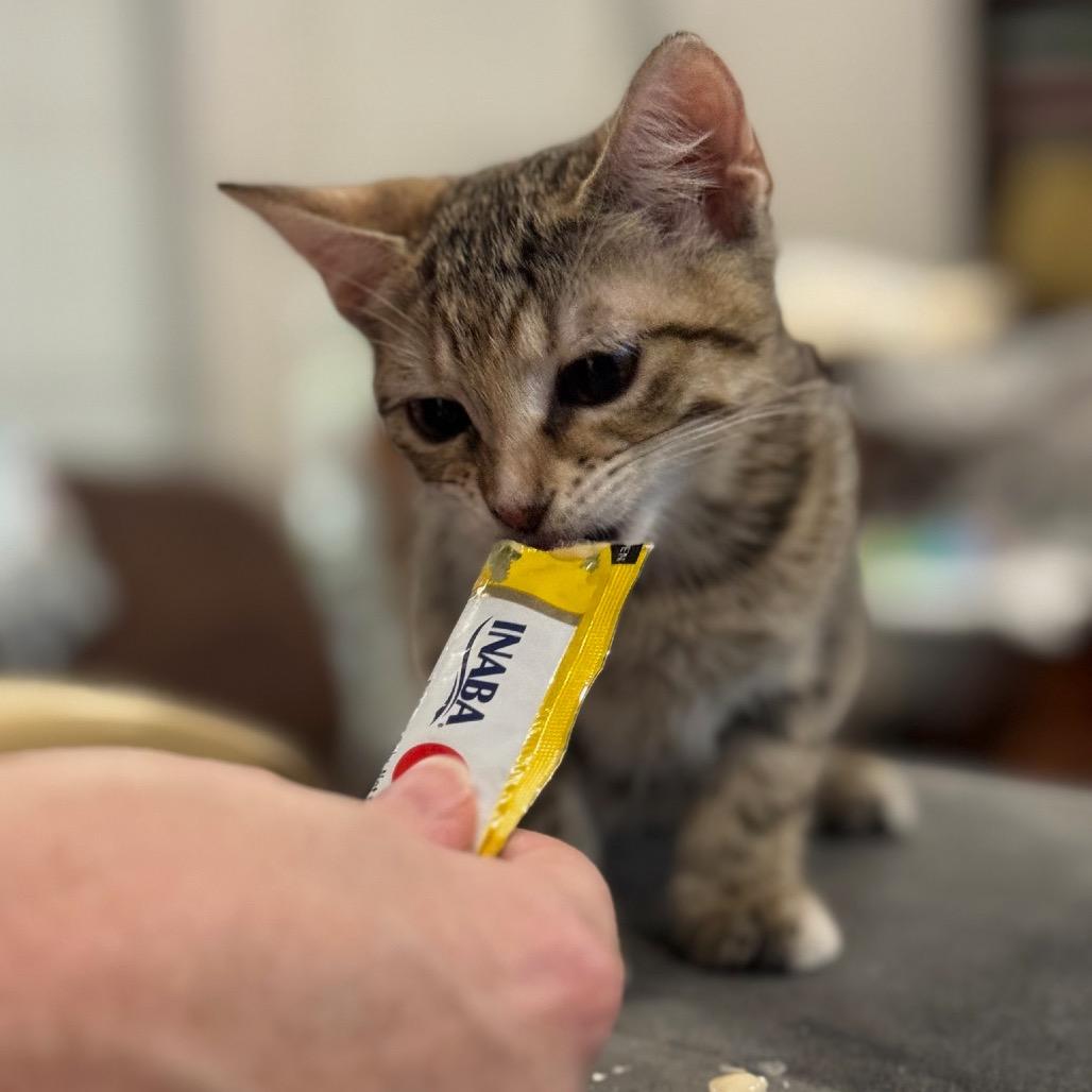 Cinnamon, Adoptable, Kitten Female Domestic Short Hair.