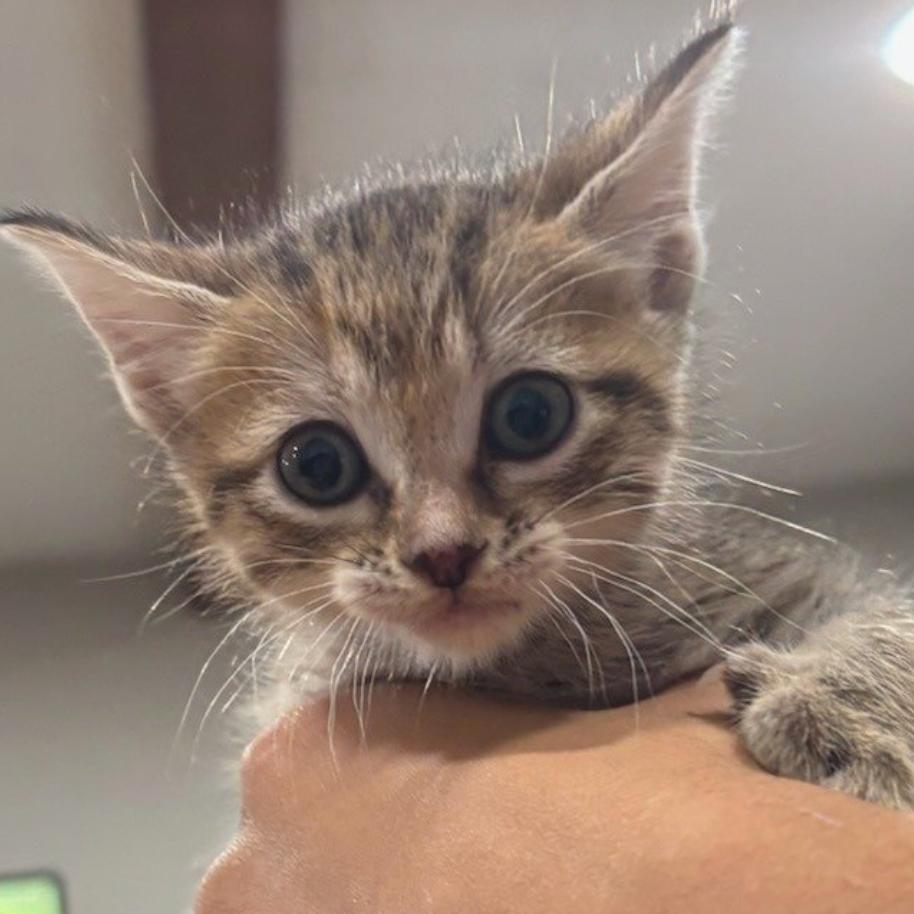 Enlarge Cinnamon, a Adoptable Domestic Short Hair in Katy, TX image 2/3