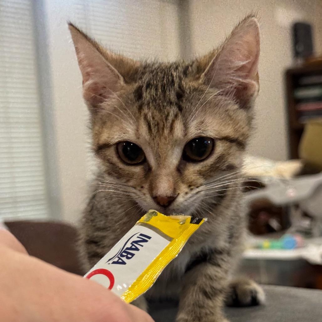 Enlarge Cinnamon, a Adoptable Domestic Short Hair in Katy, TX image 3/3