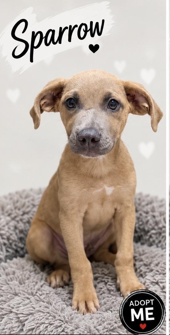 Sparrow, Adoptable, Young Male Labrador Retriever & Treeing Walker Coonhound.