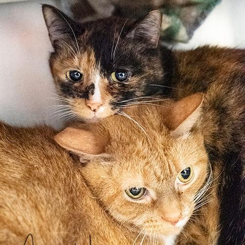 Ginger, a Adoptable Domestic Short Hair in Brockton, MA image 1/2