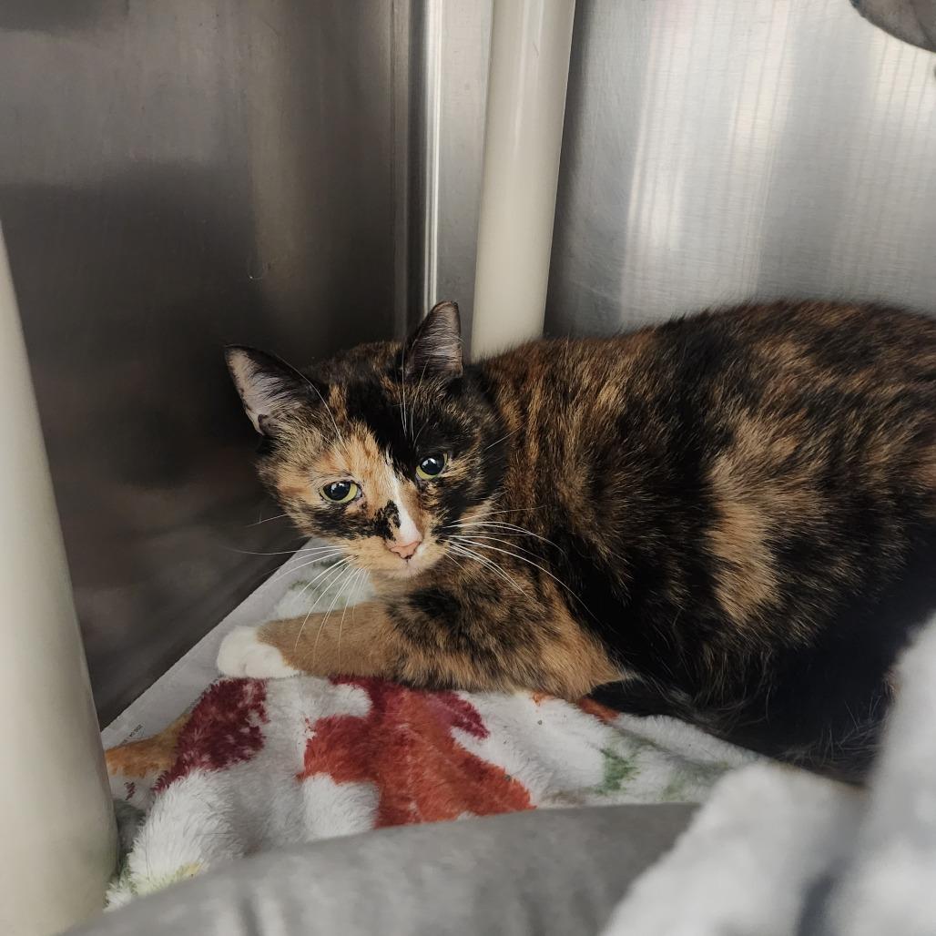 Ginger, a Adoptable Domestic Short Hair in Brockton, MA image 2/2