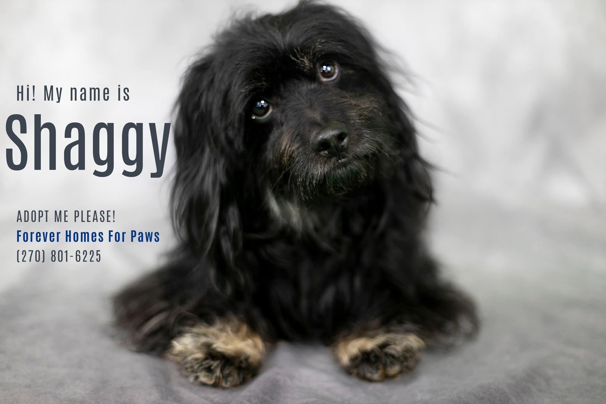 Enlarge Shaggy, a Adopted mixed breed in Radcliff, KY image 1/1