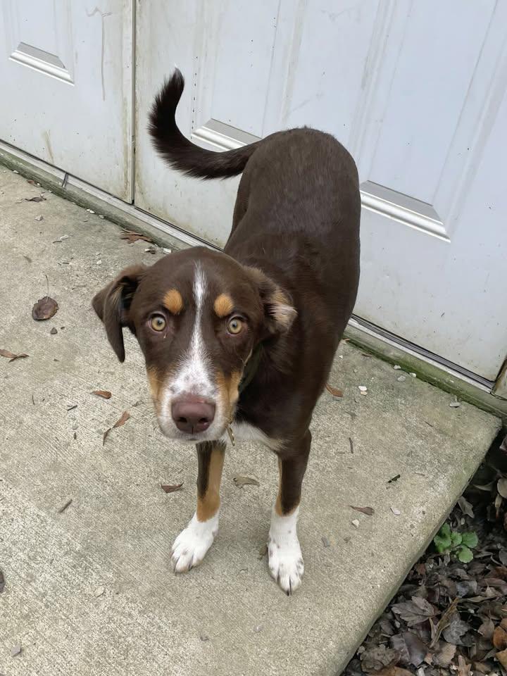 Enlarge Banks (previously Krypt), a ADOPTABLE mixed breed in Newburgh, IN image 1/1