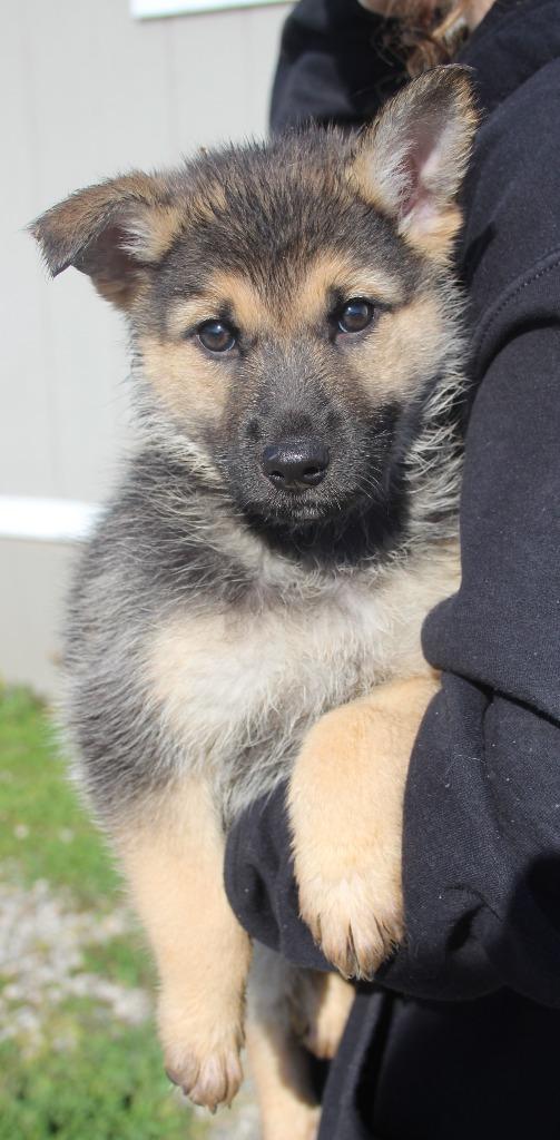 Enlarge Santorini, a Adoptable mixed breed in Vacaville, CA image 1/1