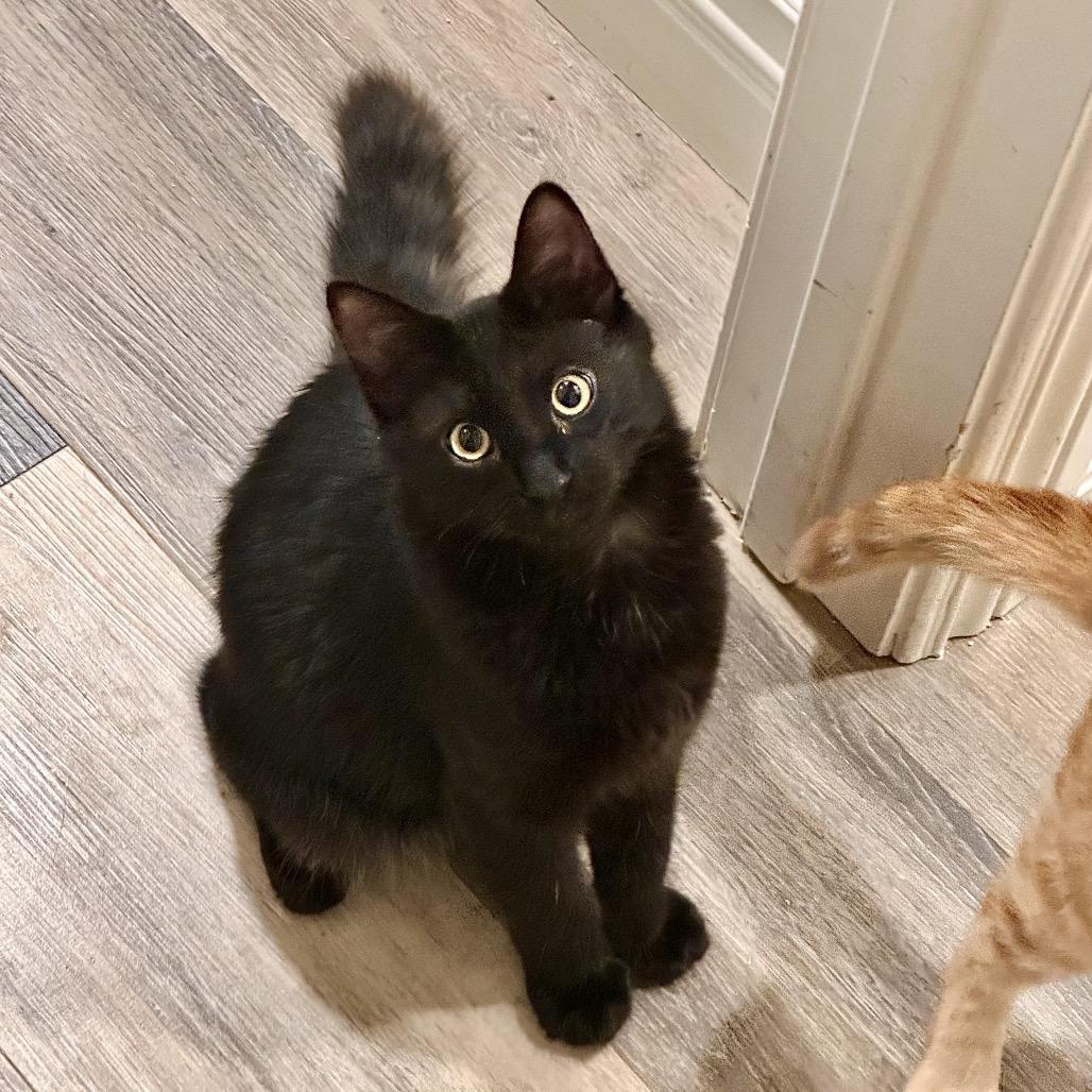 Lou, Adoptable, Kitten Male Domestic Long Hair.