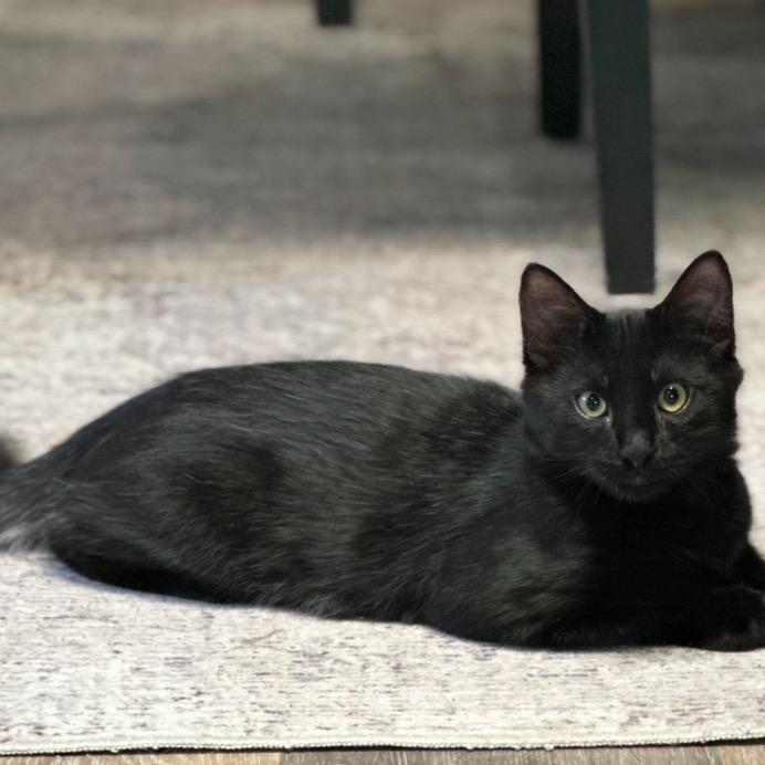 Enlarge Lou, a Adoptable Domestic Long Hair in Tustin, CA image 2/6