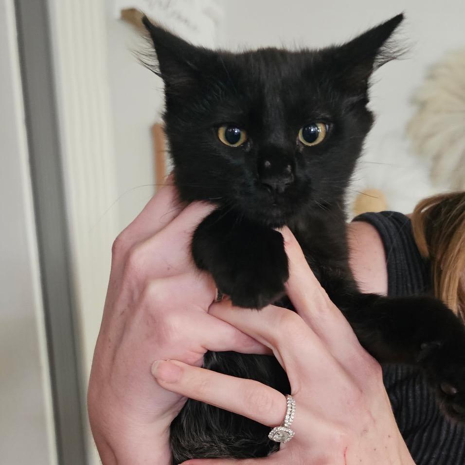 Enlarge Lou, a Adoptable Domestic Long Hair in Tustin, CA image 3/6