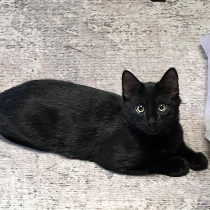 Enlarge Lou, a Adoptable Domestic Long Hair in Tustin, CA image 4/6