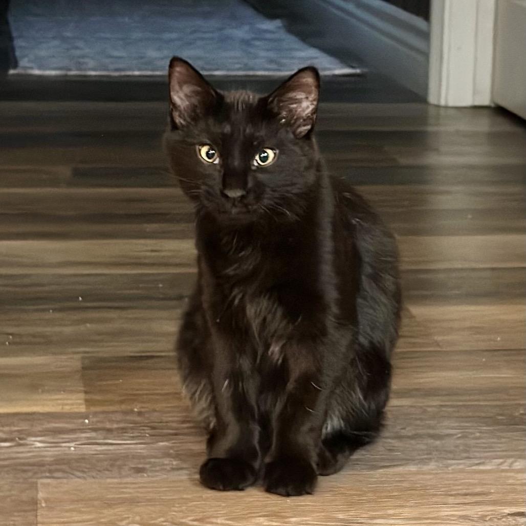 Enlarge Lou, a Adoptable Domestic Long Hair in Tustin, CA image 6/6