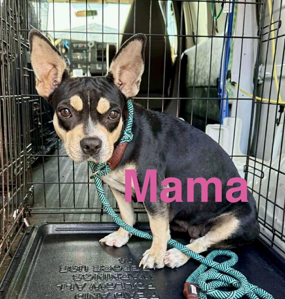 Enlarge Skittles, a Adoptable mixed breed in Bellingham, WA image 5/6