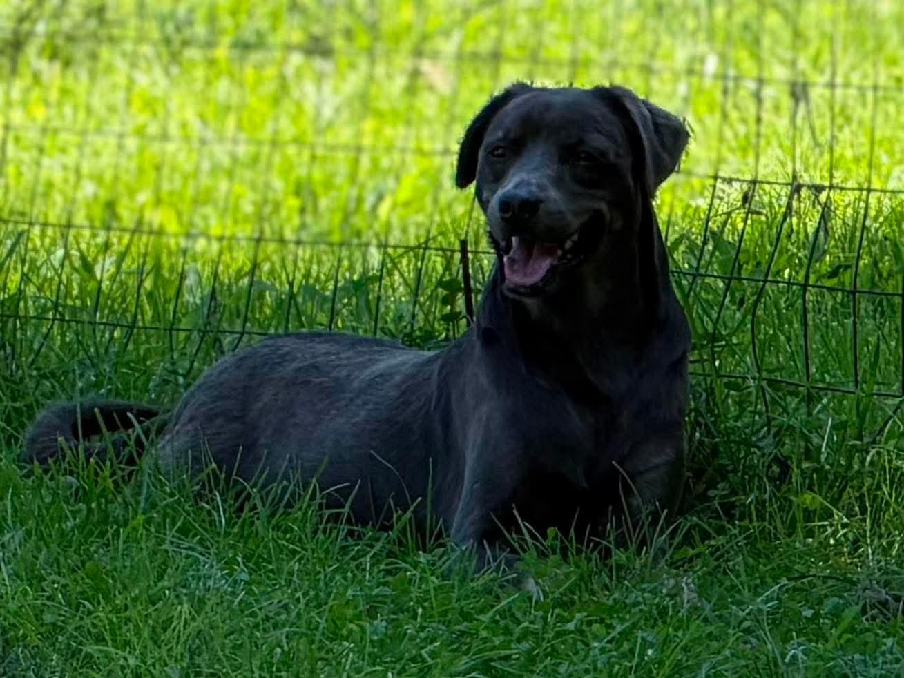 Enlarge Sunny, a Adoptable mixed breed in Wheelersburg, OH image 2/5