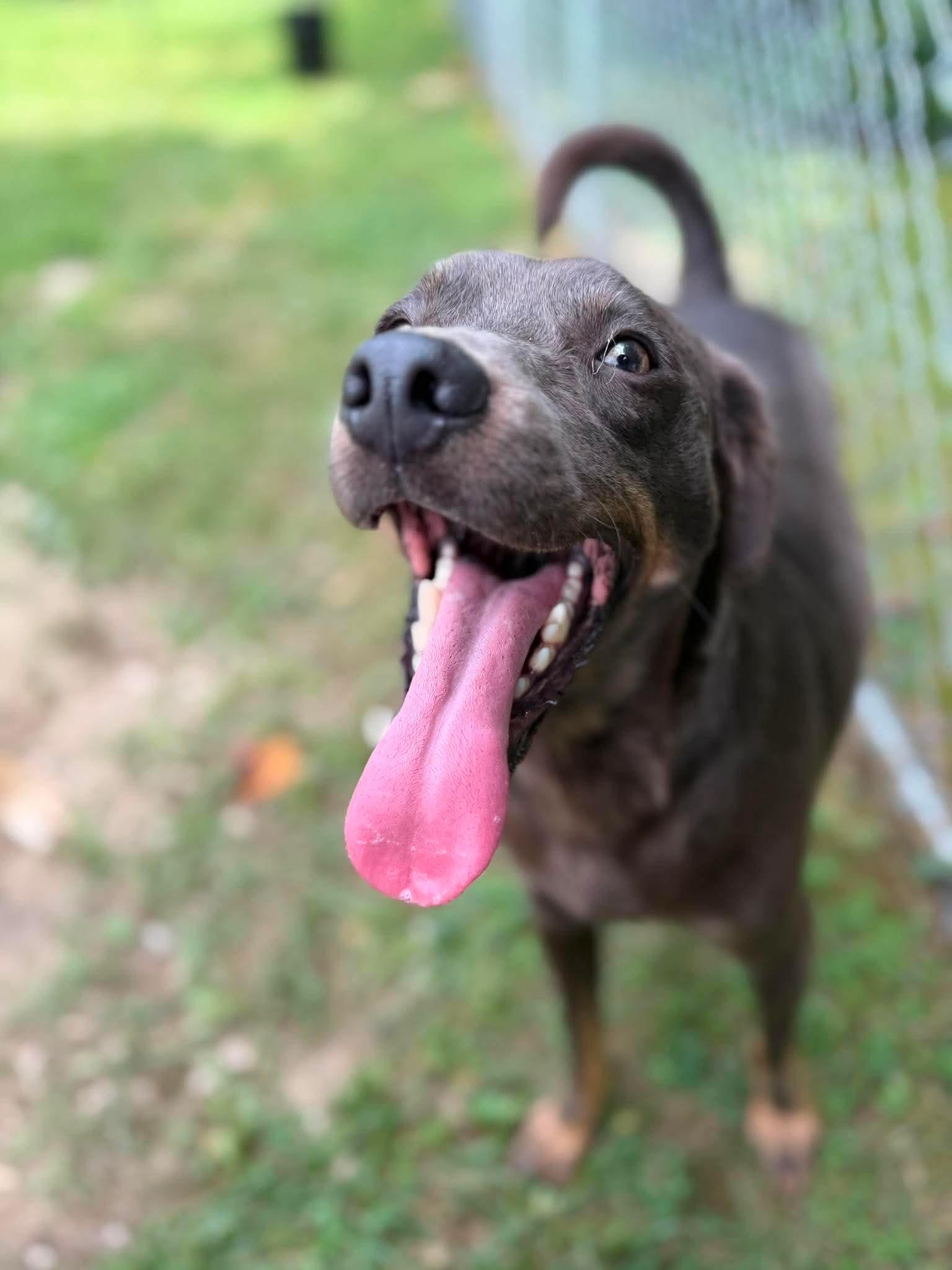 Enlarge Sunny, a Adoptable mixed breed in Wheelersburg, OH image 4/5