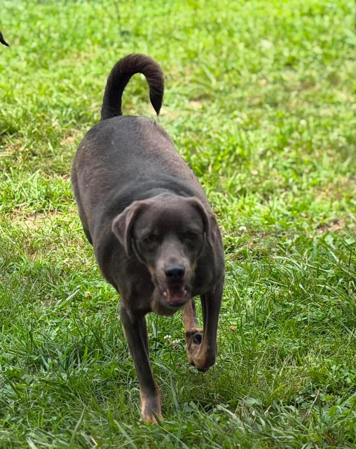 Enlarge Sunny, a Adoptable mixed breed in Wheelersburg, OH image 3/5