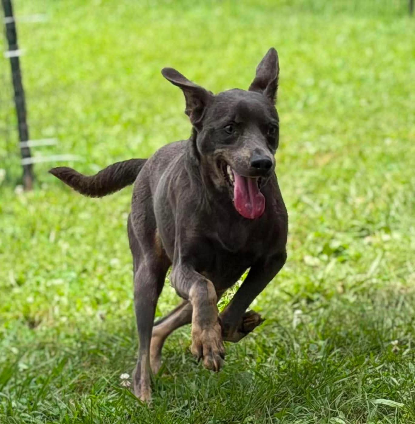 Enlarge Sunny, a Adoptable mixed breed in Wheelersburg, OH image 5/5