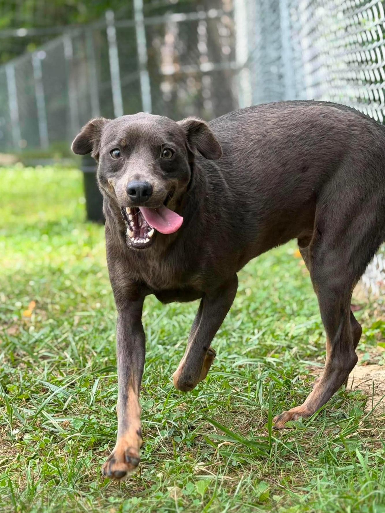 Sunny, Adoptable, Young Male Terrier.