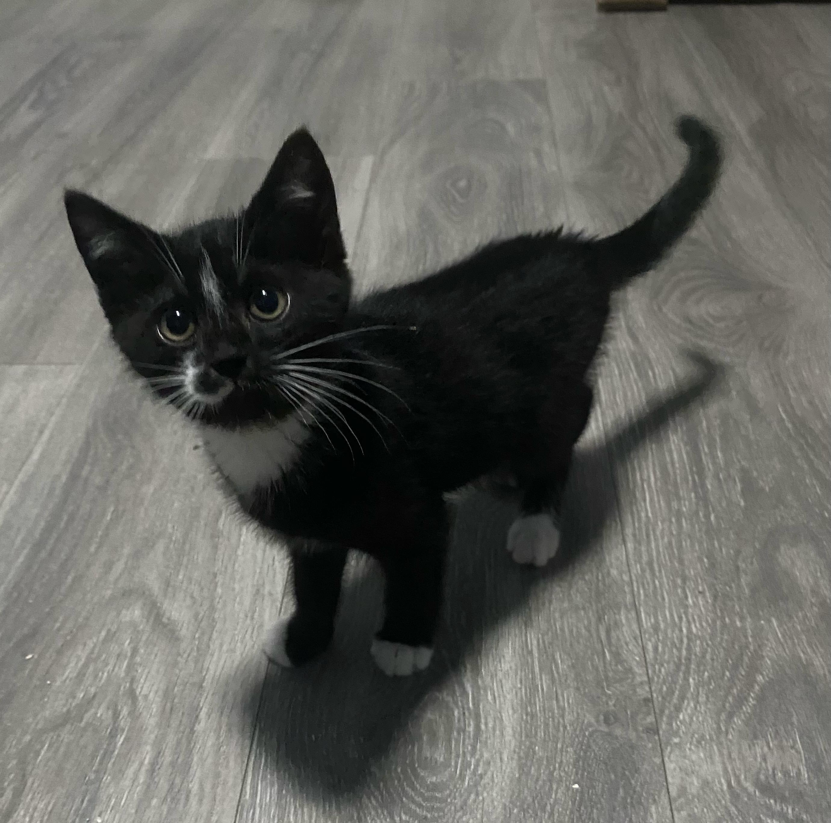 Alfie, ADOPTABLE, Kitten Male American Shorthair.