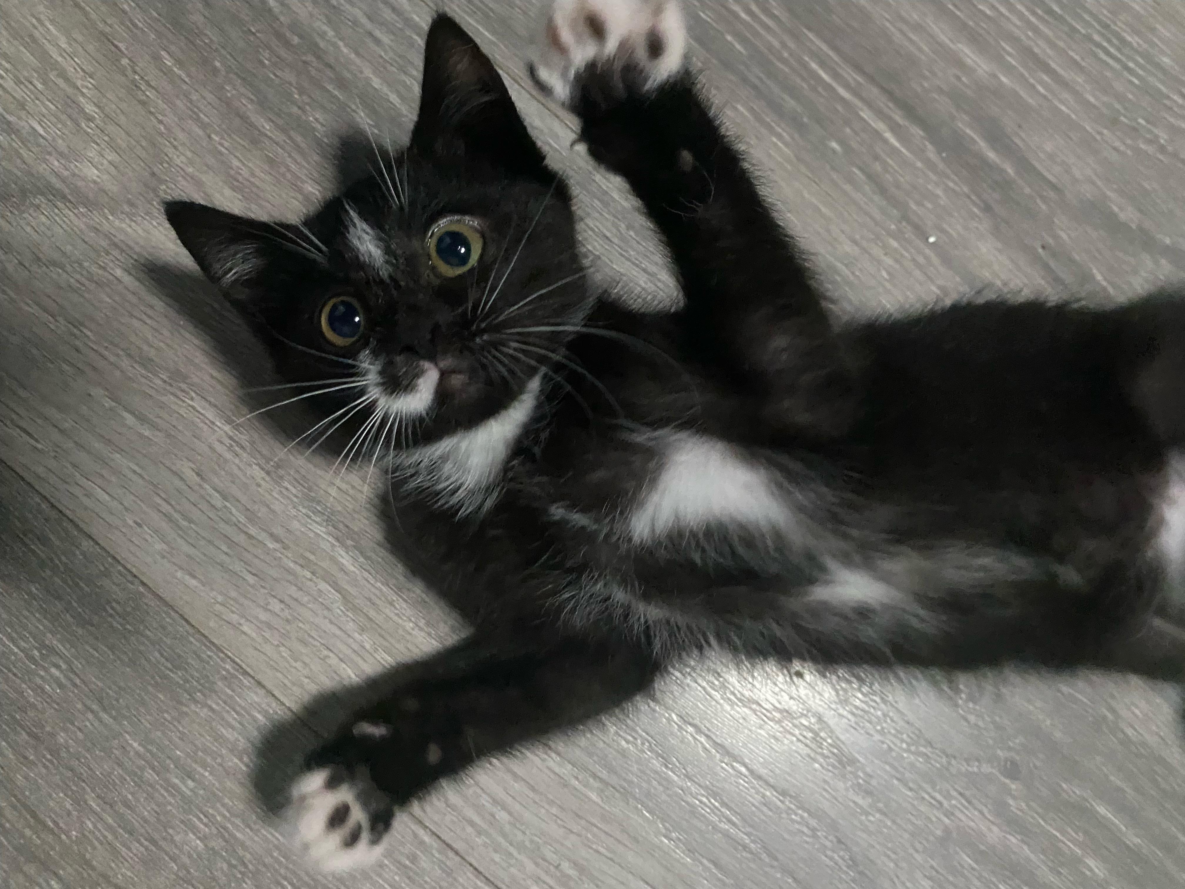 Alfie, a ADOPTABLE American Shorthair in Bonney Lake, WA image 5/5