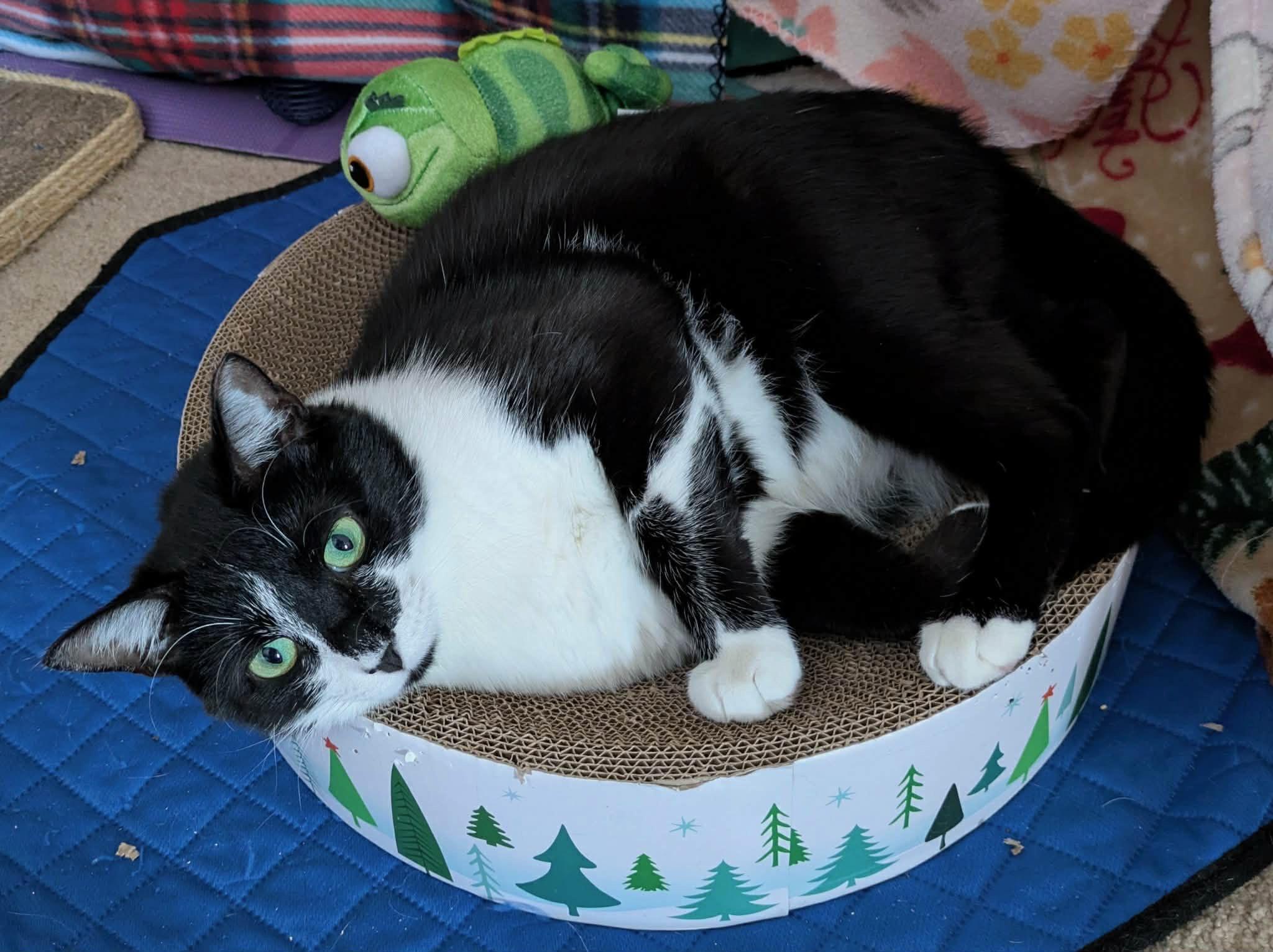 Enlarge Mac - Indoor/Outdoor, a Adoptable Domestic Short Hair in LITTLE MOUNTAIN, SC image 5/5