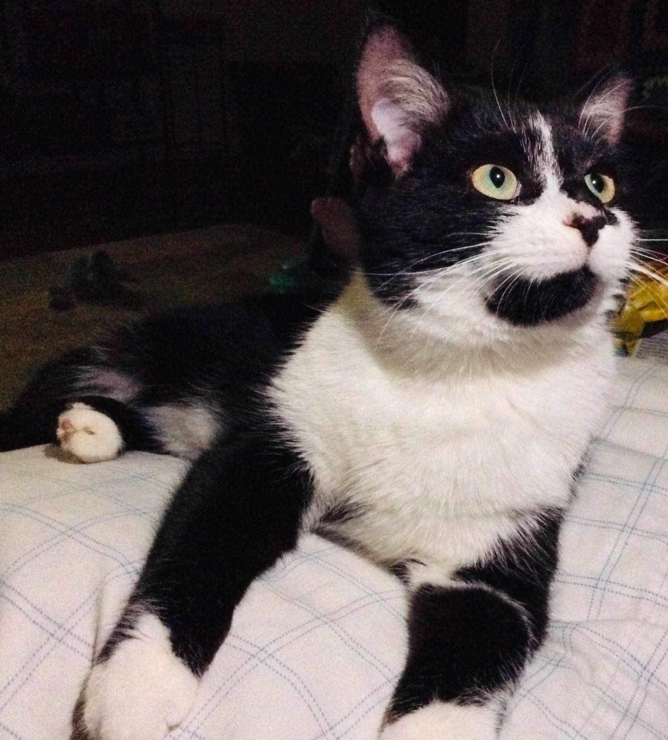 Mac - Indoor/Outdoor, Adoptable, Young Male Domestic Short Hair.