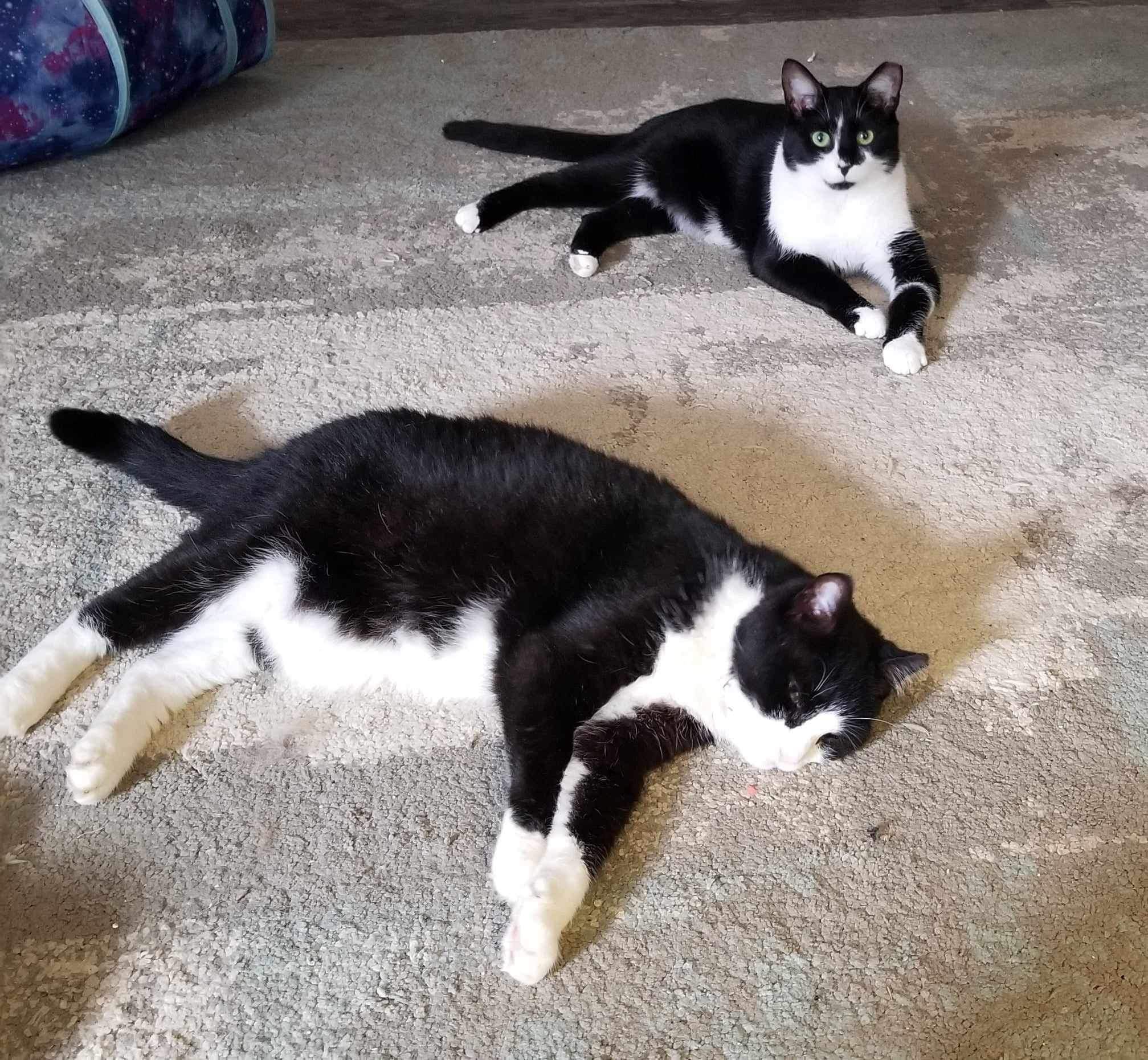 Mac - Indoor/Outdoor, an adoptable Domestic Short Hair in LITTLE MOUNTAIN, SC, 29075 | Photo Image 2