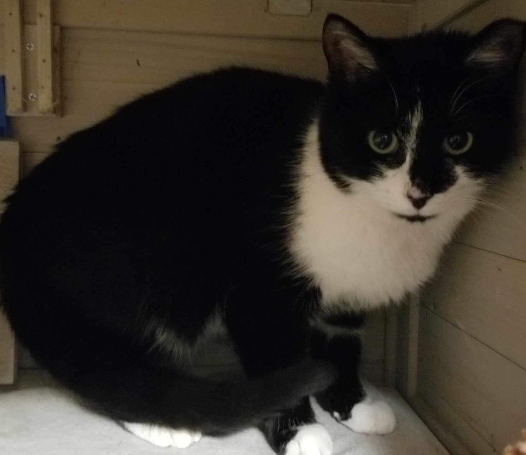 Mac - Indoor/Outdoor, a Adoptable Domestic Short Hair in LITTLE MOUNTAIN, SC image 4/4