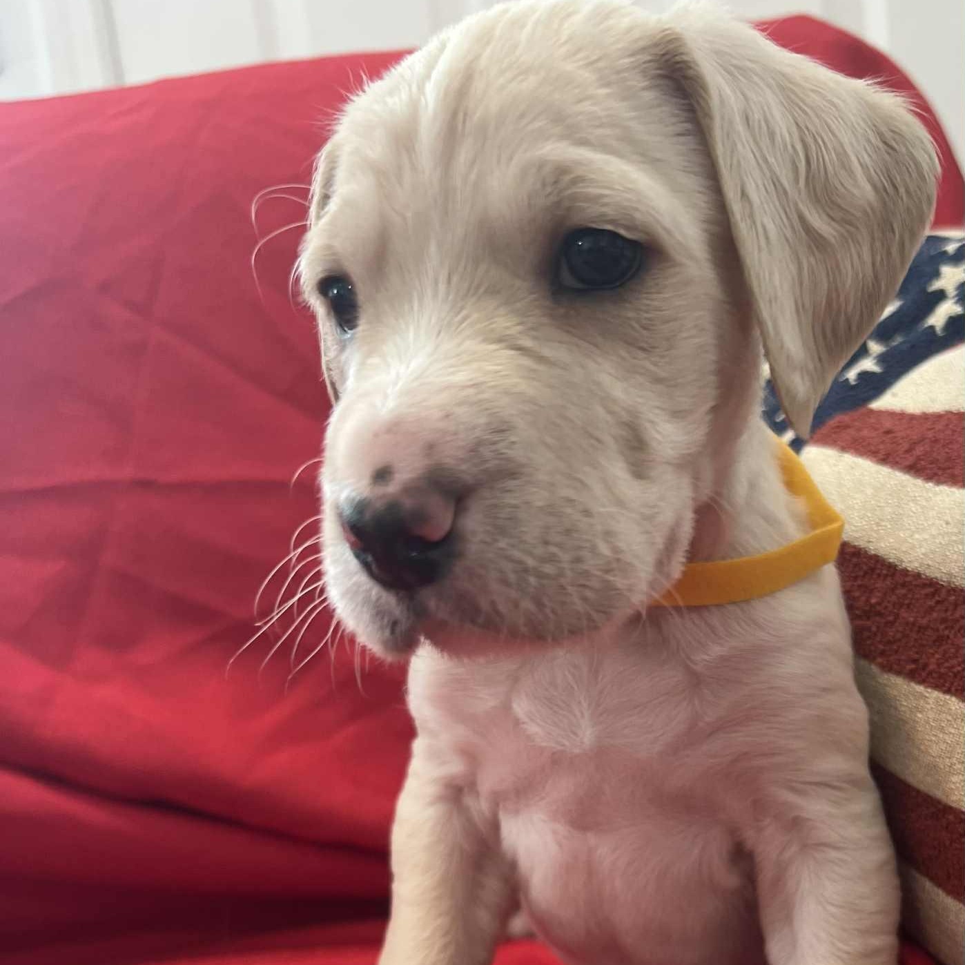 Merlot, Baby Male Labradoodle