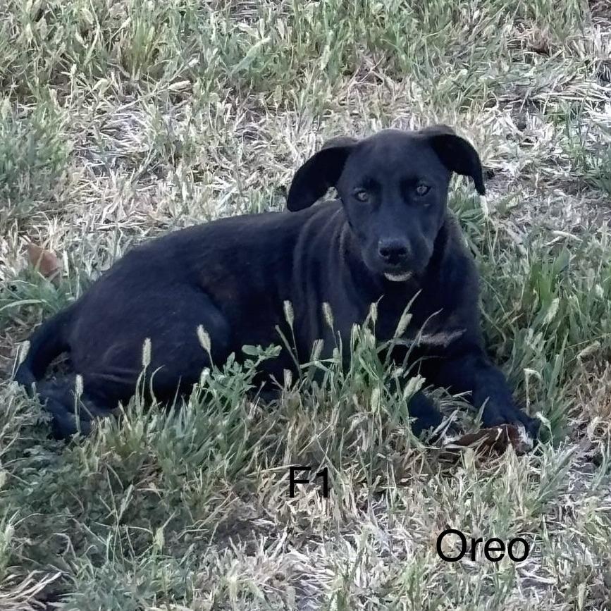 Enlarge Oreo, a Adoptable mixed breed in Tulsa, OK image 5/6