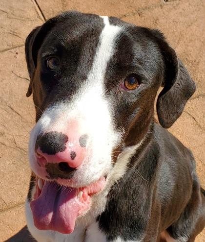 Clark, Adoptable, Adult Male Mixed Breed & Mixed Breed.