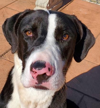 Enlarge Clark, a Adoptable mixed breed in Shreveport, LA image 2/3