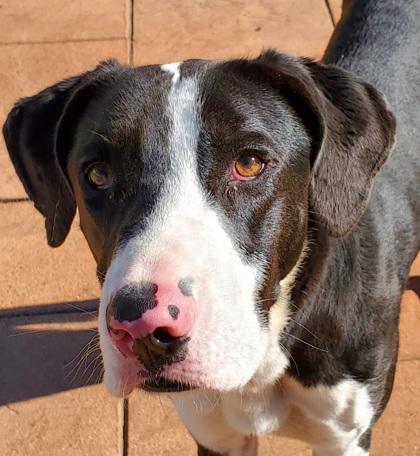 Enlarge Clark, a Adoptable mixed breed in Shreveport, LA image 3/3