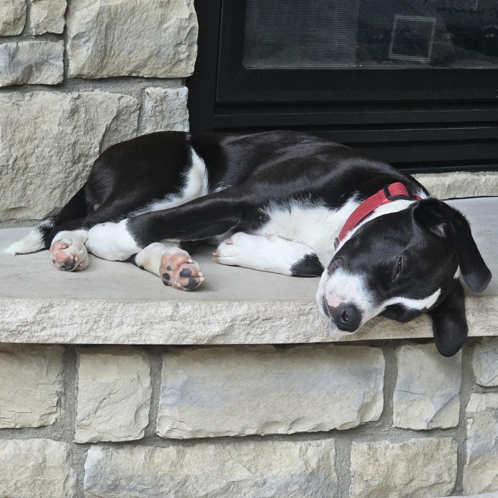 Atlas, Adoptable, Young Male Labrador Retriever & Mixed Breed.