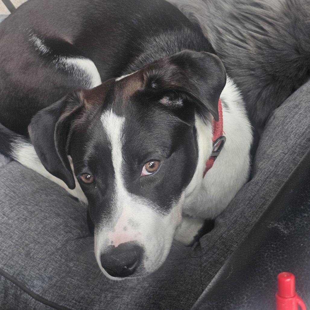 Enlarge Atlas, a Adoptable mixed breed in Cincinnati, OH image 2/6