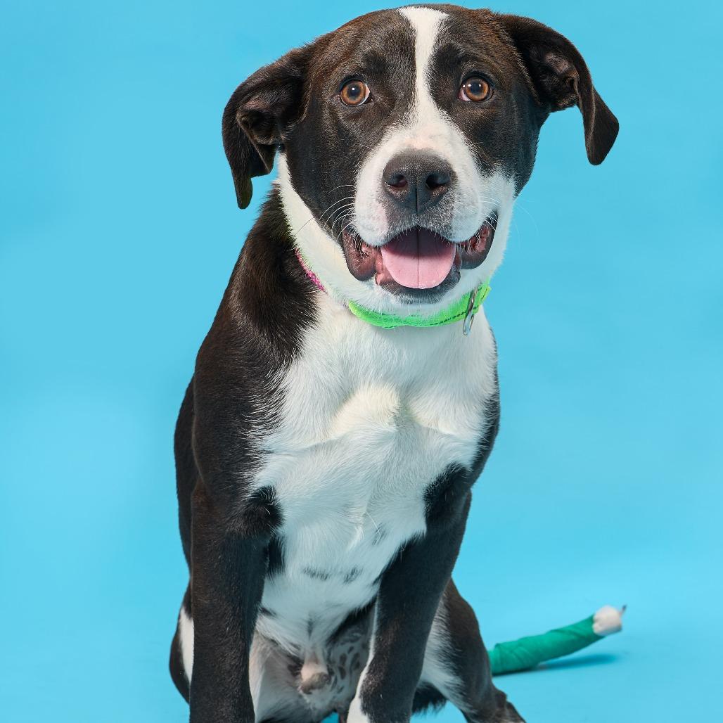 Enlarge Atlas, a Adoptable mixed breed in Cincinnati, OH image 3/6