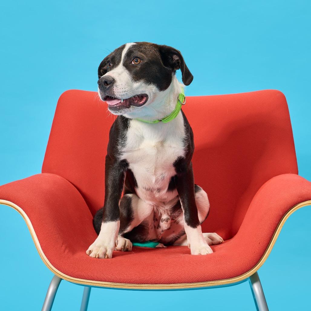 Enlarge Atlas, a Adoptable mixed breed in Cincinnati, OH image 4/6