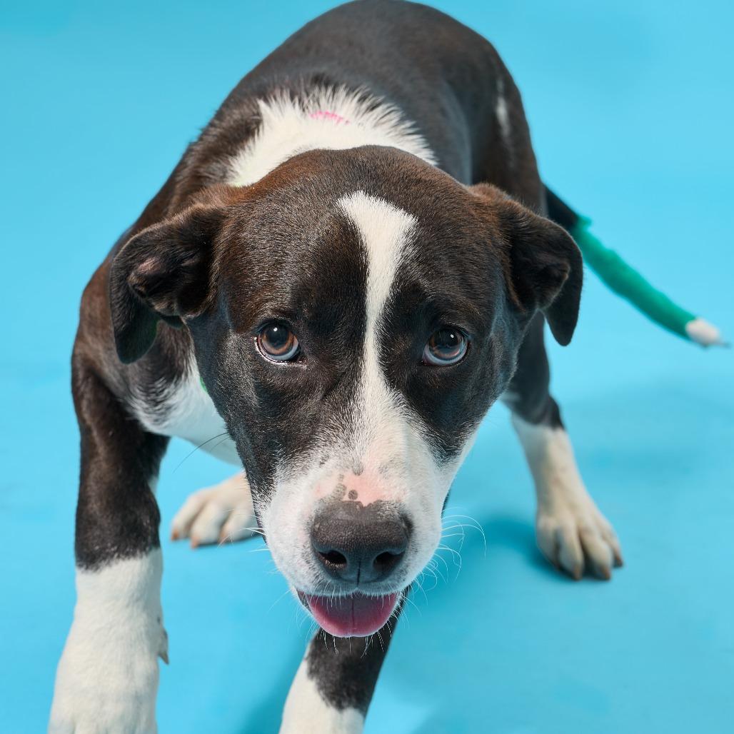 Enlarge Atlas, a Adoptable mixed breed in Cincinnati, OH image 5/6