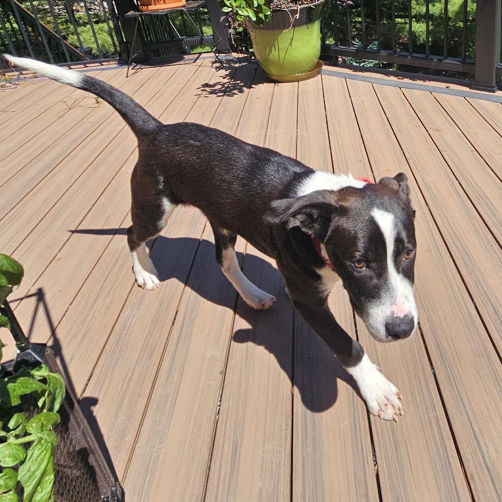 Enlarge Atlas, a Adoptable mixed breed in Cincinnati, OH image 6/6