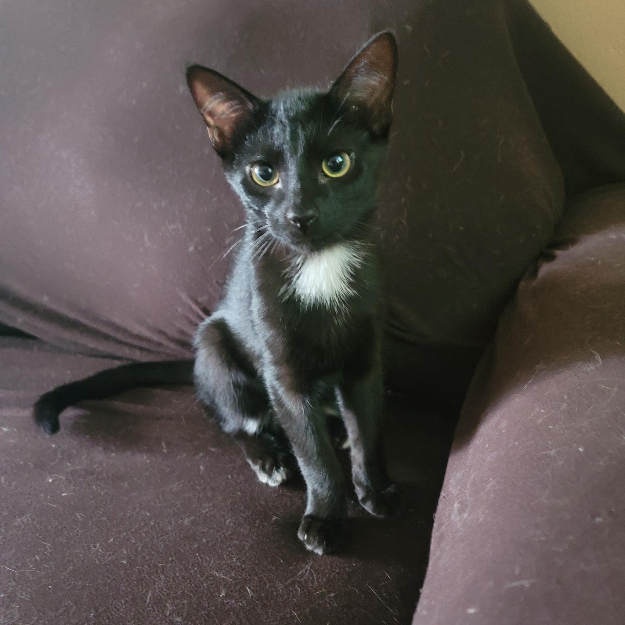 Yodo the Yummiest, ADOPTABLE, Young Male American Shorthair.