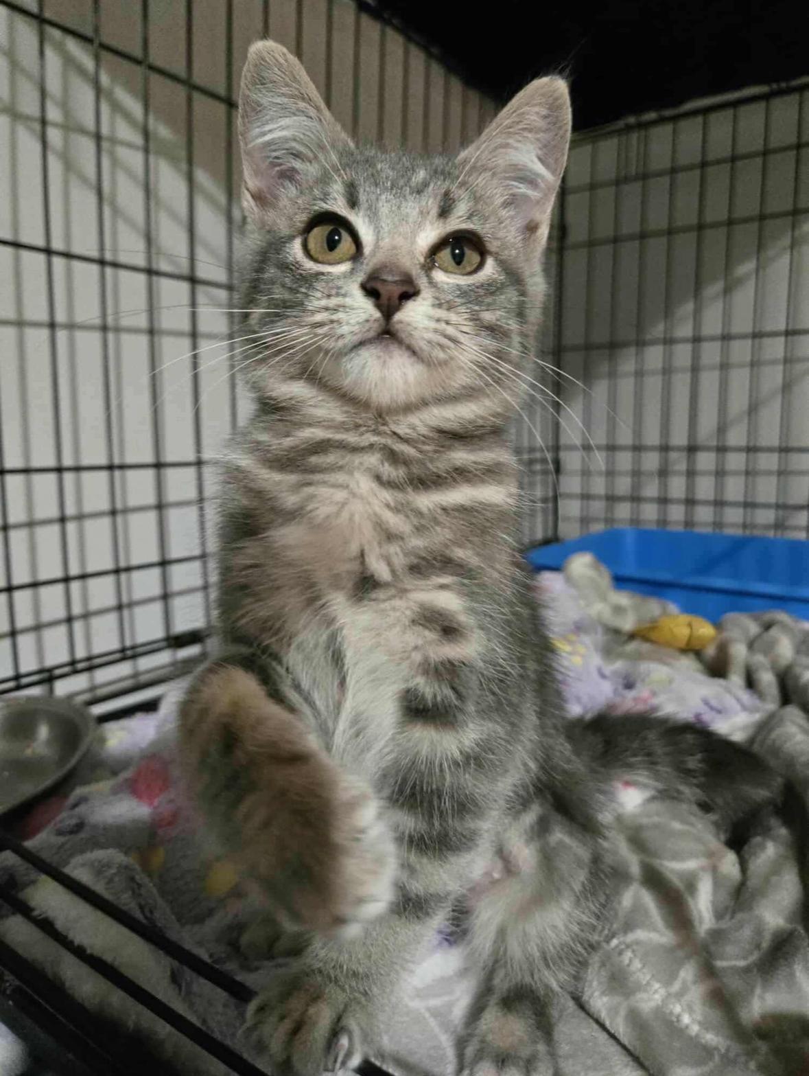 Biscatti, Adopted, Kitten Female Domestic Short Hair.