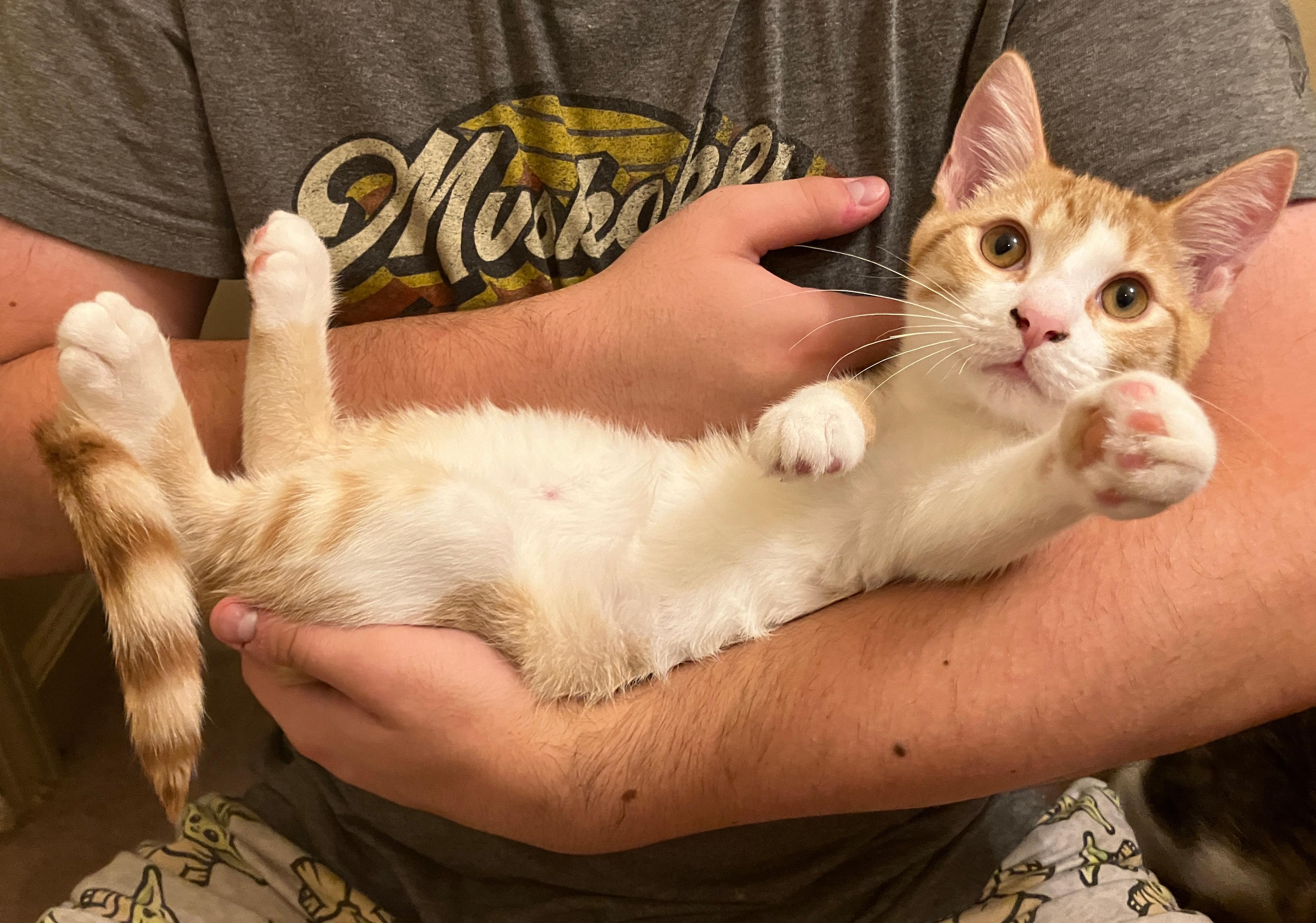 Pumpkin, Adopted, Young Male Domestic Short Hair & Tabby.