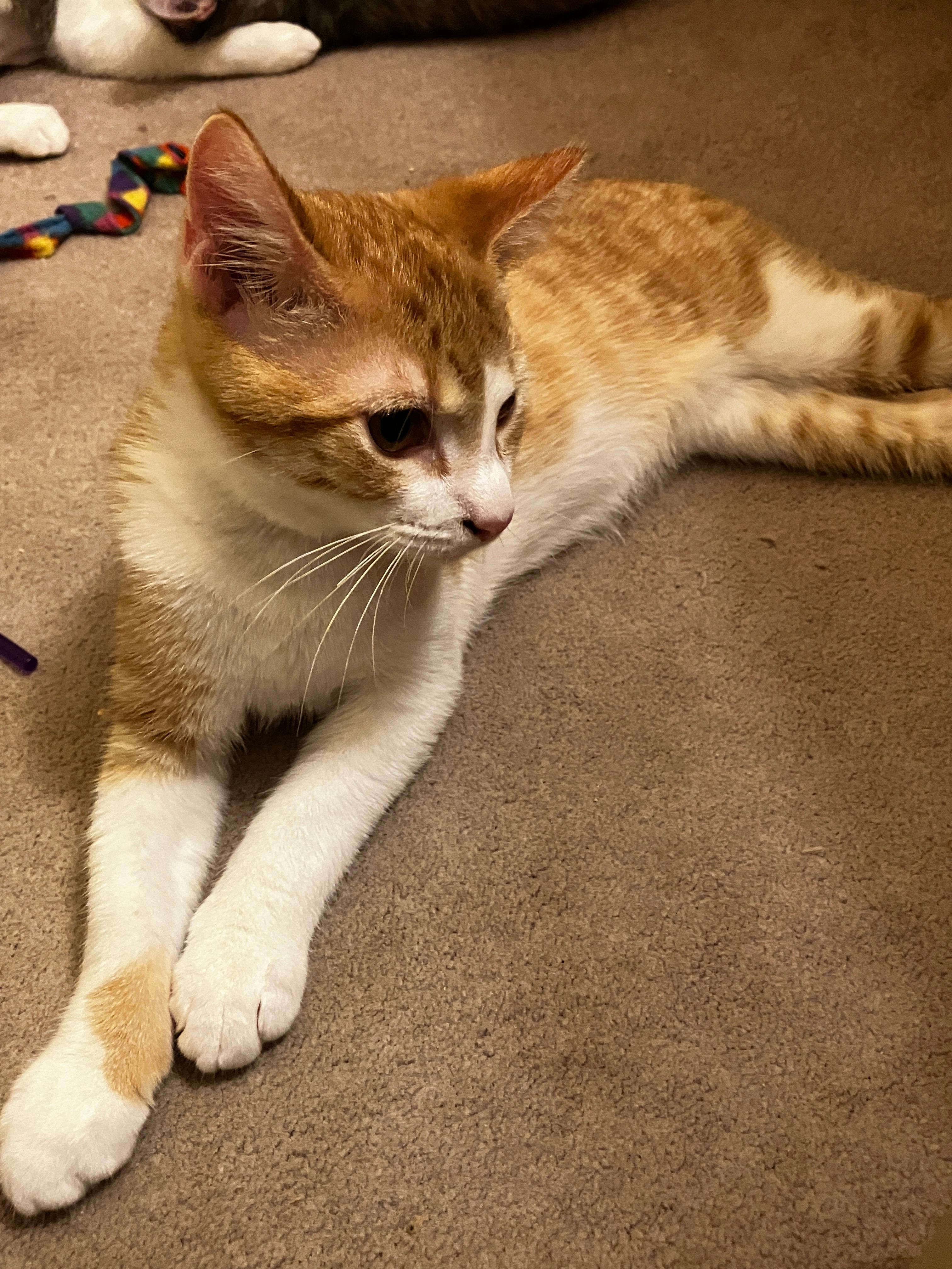 Enlarge Pumpkin, a Adopted mixed breed in Cordova, TN image 3/3