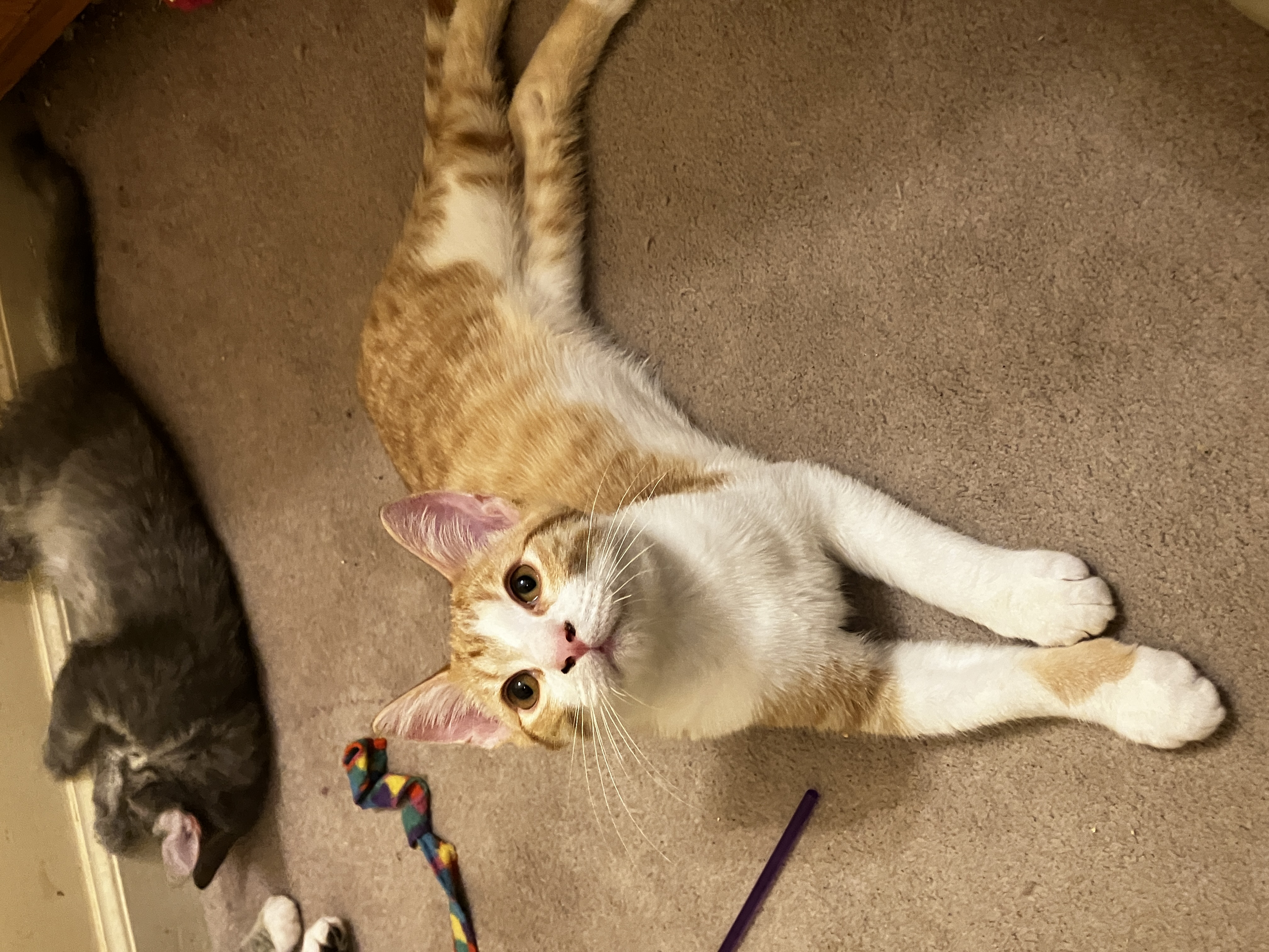 Enlarge Pumpkin, a Adopted mixed breed in Cordova, TN image 2/3