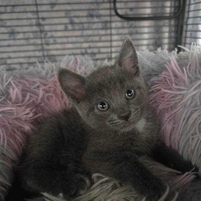 Cassian, an adopted Domestic Short Hair in Mesa, AZ image 3/4