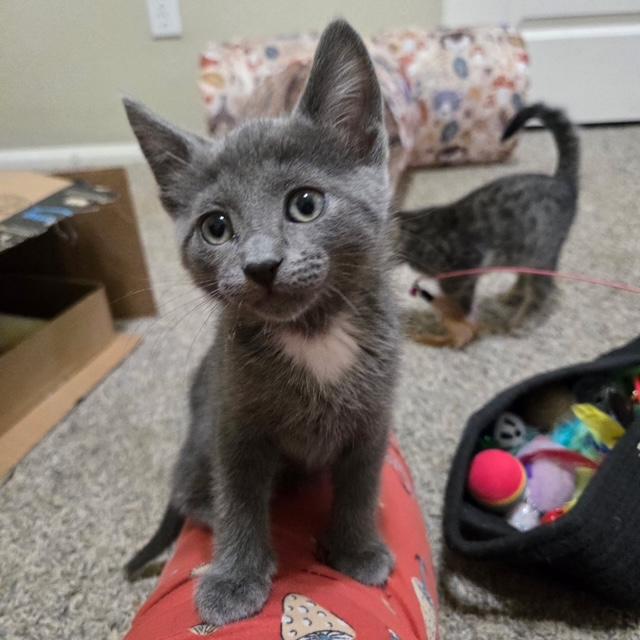 Cassian, an adopted Domestic Short Hair in Mesa, AZ image 4/4