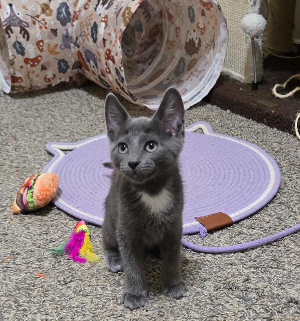 Cassian, an adopted Domestic Short Hair in Mesa, AZ image 1/4