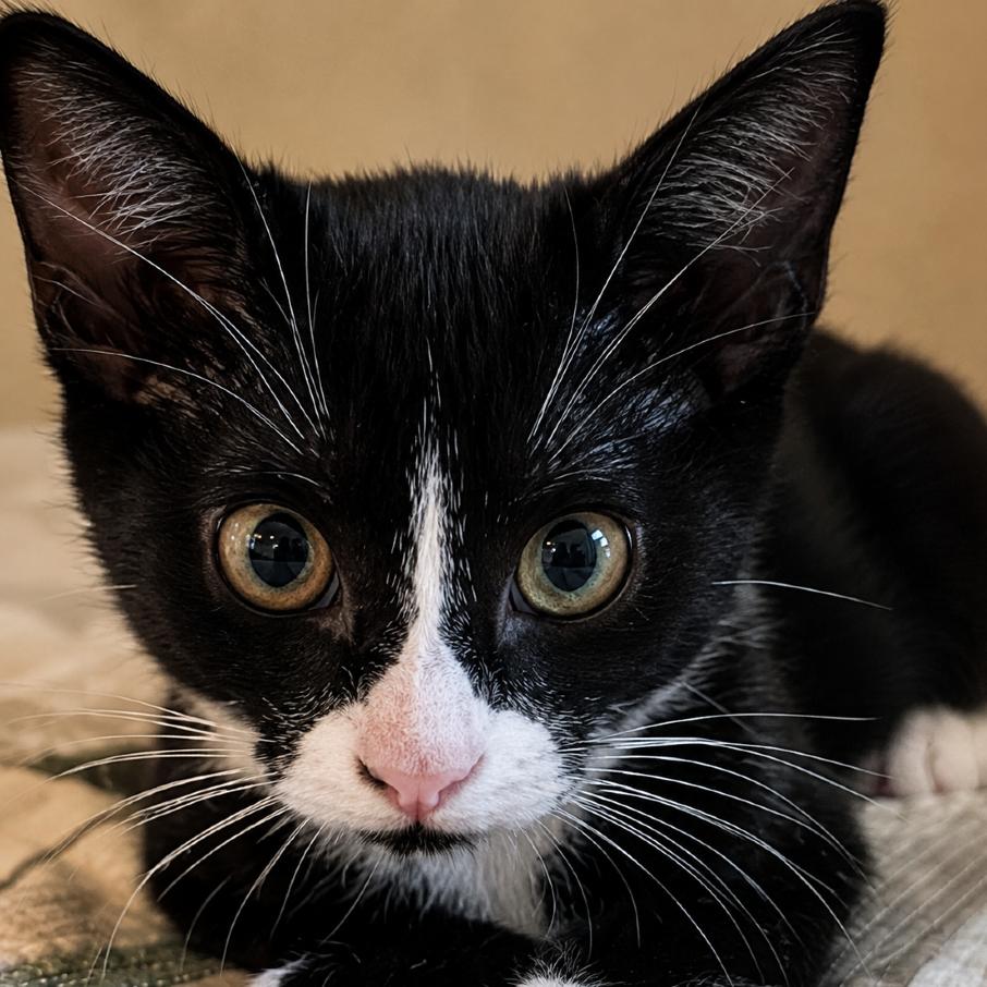Fancy Nancy, Adoptable, Kitten Female Domestic Short Hair.