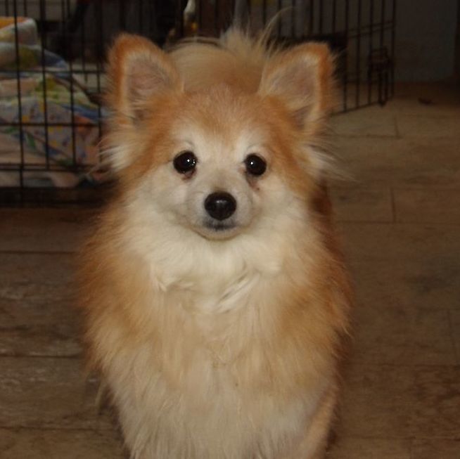 Dog for adoption Buffy, a Pomeranian in Zaleski, OH Petfinder