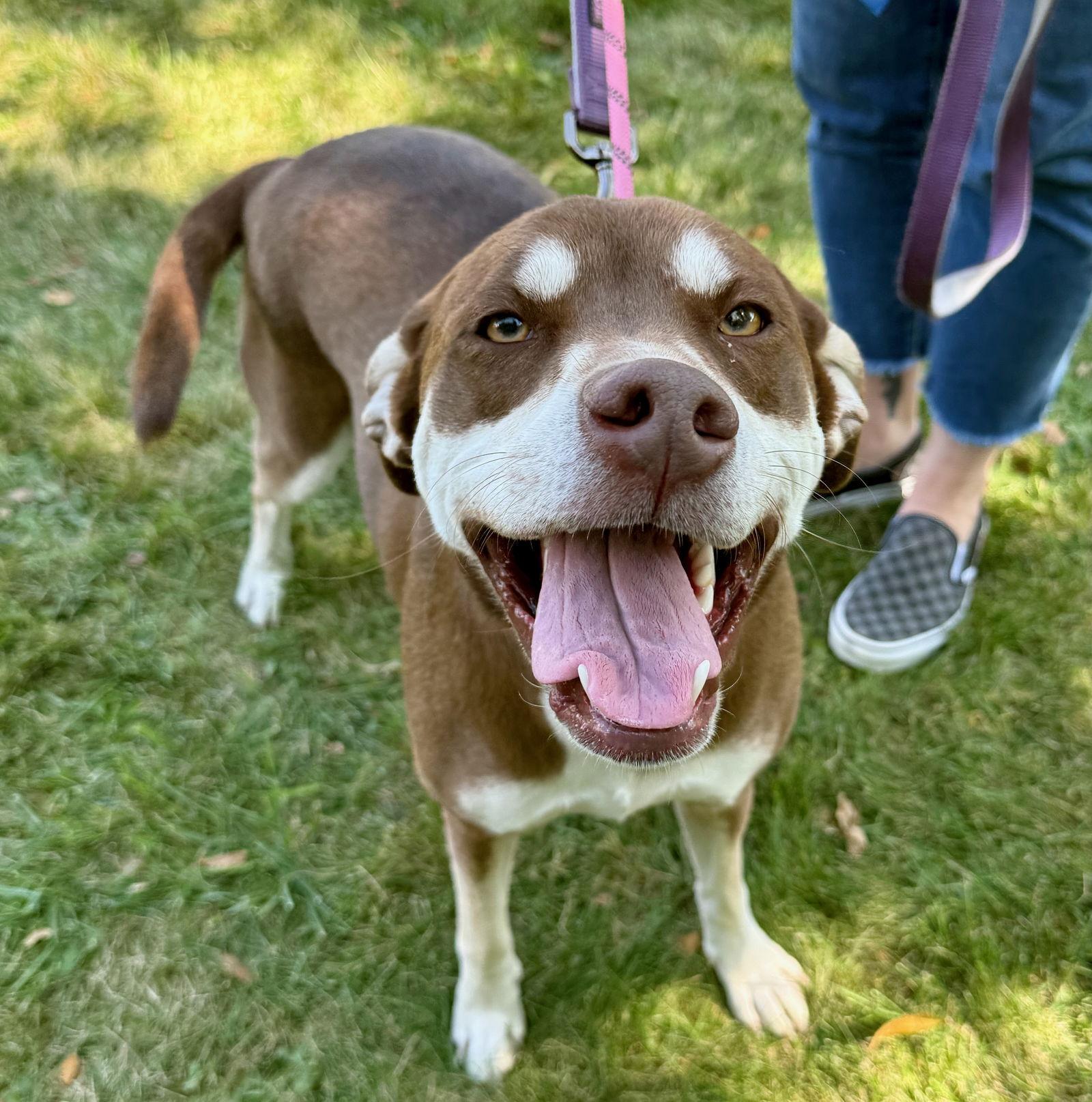 GEMMA, Adoptable, Young Female Husky.