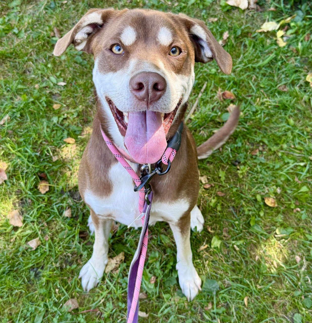 GEMMA, a Adoptable Husky in GILBERTS, IL image 2/3