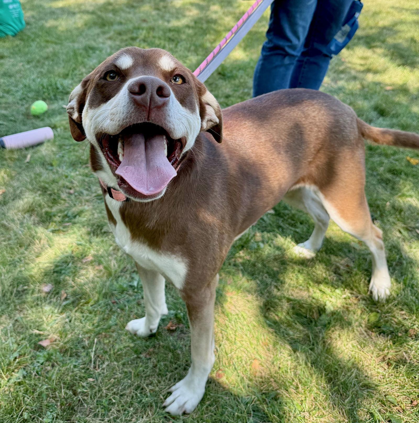 GEMMA, Adoptable, Young Female Husky.